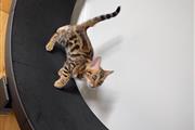 $500 : hermoso gatito de bengala en v thumbnail