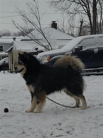 $800 : Siberian Husky image 9