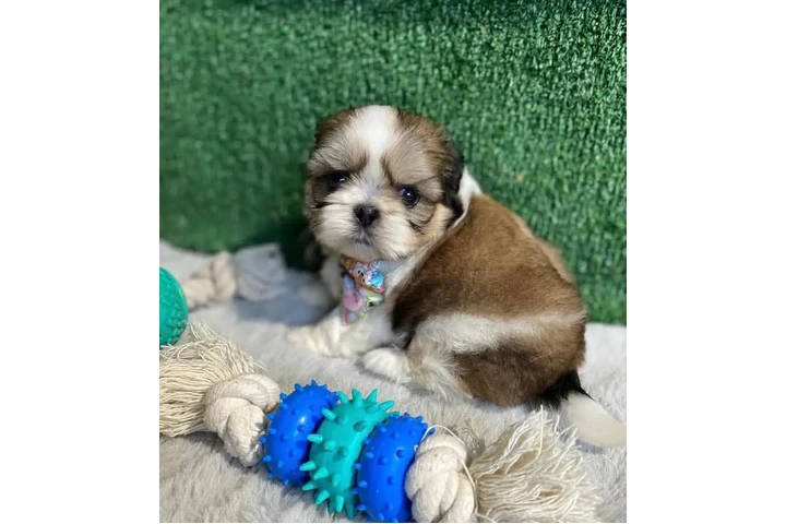$350 : Cachorros de Shih Tzu image 1