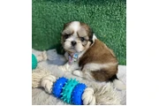 Cachorros de Shih Tzu en Columbia