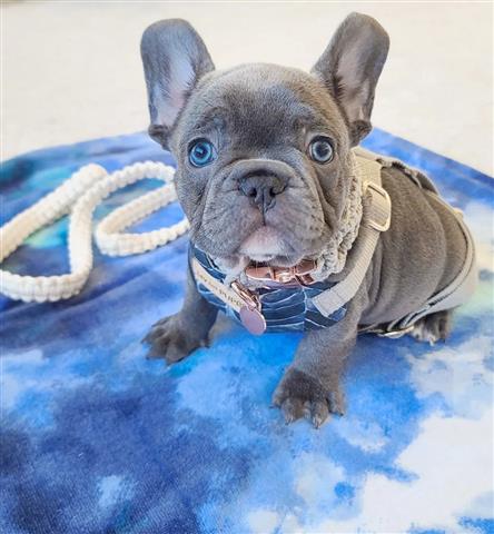 $300 : French Bulldogs image 1