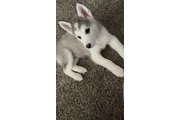Malamute Alaska for sale en Chicago