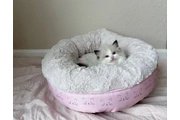 Purebred  Ragdoll For Sale en Elizabethtown