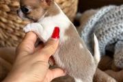 $350 : Cachorros Chihuahua en venta thumbnail