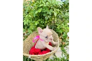 Puppies en Los Angeles