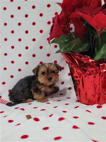 $1500 : Yorkies purebred image 6