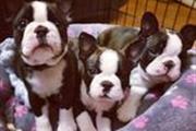 $500 : Amazin Boston terrier puppies thumbnail