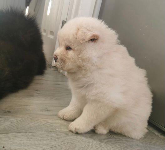 $480 : HEALTHY CHOW CHOW PUPPIES image 2