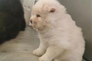 $480 : HEALTHY CHOW CHOW PUPPIES thumbnail