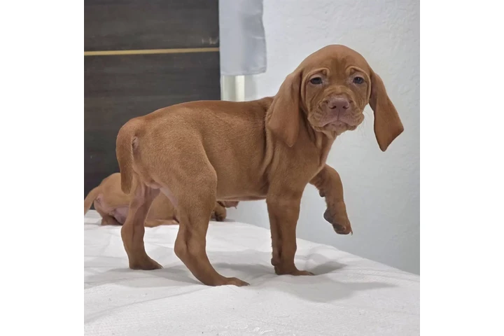 $1000 : 🐾 Cachorros Viszlas disponibl image 10