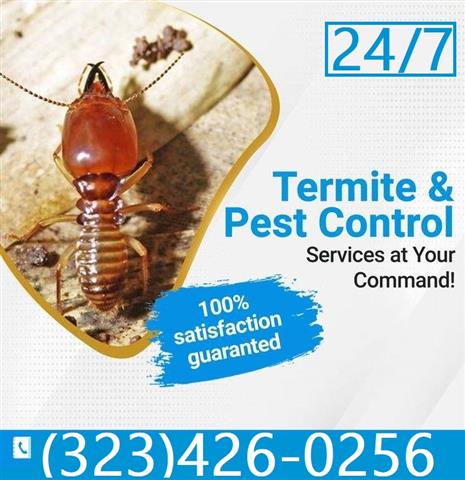Termite Control100%Garantizado image 3