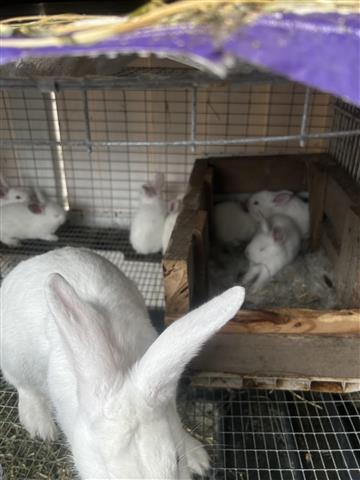 $25 : Hermosos conejos image 3
