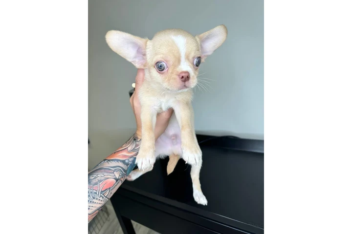$300 : Teacup Chihuahua puppies image 7