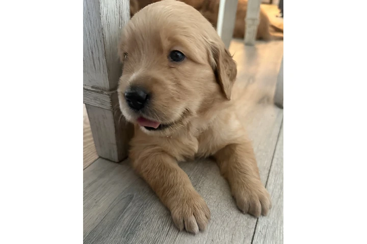 $1300 : Golden Retriever image 8