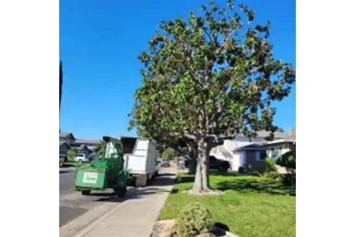 Corte y remoción de árboles image 6