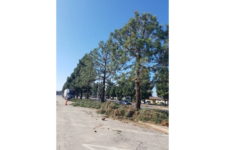 Tree Service and Maintenance image 4