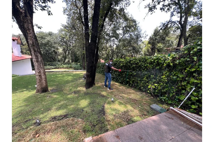 Fumigacion image 5