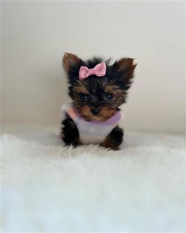 $350 : Yorkies a la venta image 1