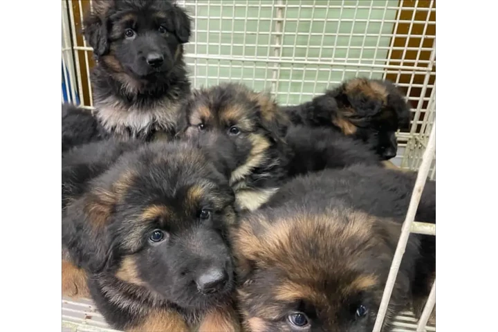 $350 : Cachorros de pastor alemán image 1