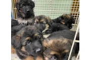 Cachorros de pastor alemán en Birmingham