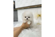 Cute pomeranian en San Francisco Bay Area
