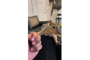 $290 : Adorable ardilla en adopción thumbnail