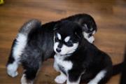 $500 : Siberian Husky Puppies for sal thumbnail