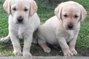 $500 : Labrador puppy for sale thumbnail