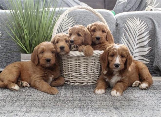 $350 : Golden doodle puppies for sale image 1