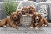$350 : Golden doodle puppies for sale thumbnail