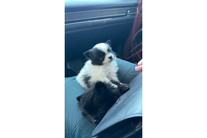 $1200 : Pomeranian image 3