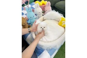 Pomeranian mini puppies en New York