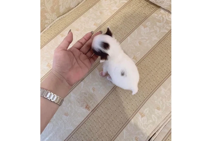 $400 : Teacup chihuahua for adoption image 3