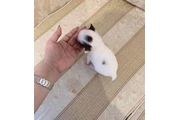 $400 : Teacup chihuahua for adoption thumbnail