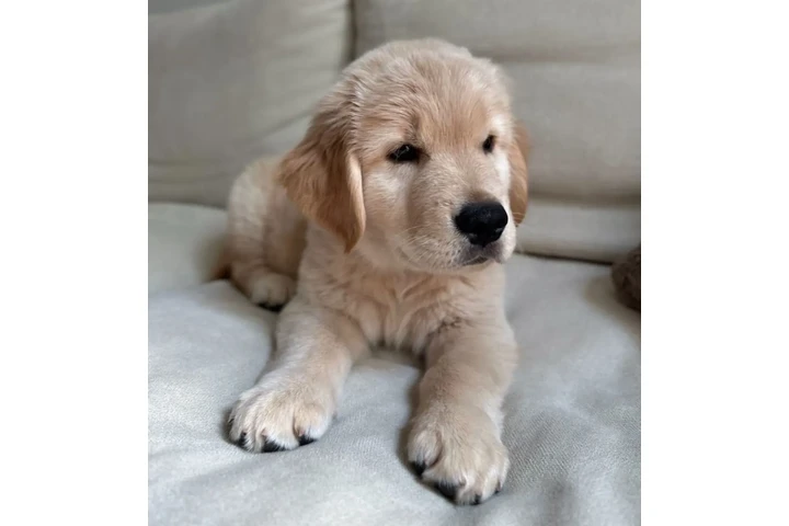 $320 : Golden retriever to go image 1