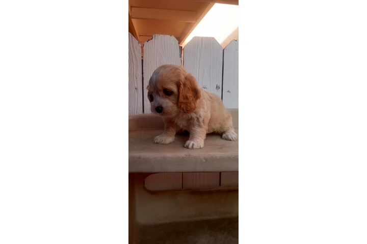 $250 : Cocker Spaniel Yorkie image 10