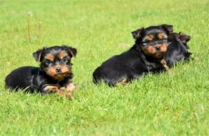 Yorkshire terrier cachorro hem image 1