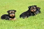 Yorkshire terrier cachorro hem en Columbia