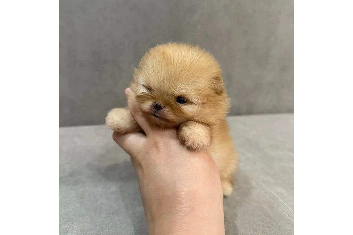 $350 : Pomerania en venta image 2