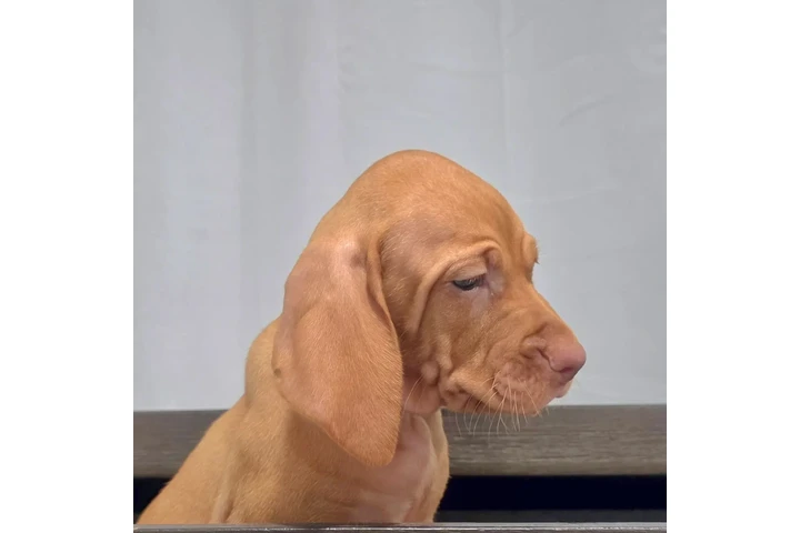 $1000 : 🐾 Cachorros Viszlas disponibl image 9