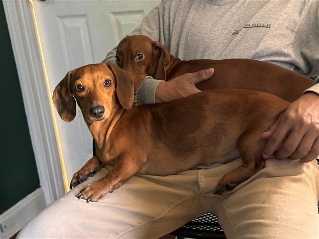 $1000 : Dachshunds hembra y macho image 1