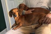 $1000 : Dachshunds hembra y macho thumbnail