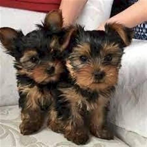$500 : Yorkshire terrier puppies mini image 2