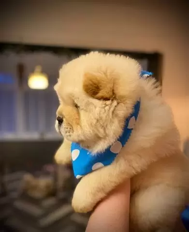 $420 : Chow Chow puppies image 3