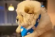 $420 : Chow Chow puppies thumbnail