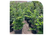 VIVERO thumbnail