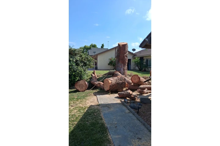 Memo's Tree Service image 2