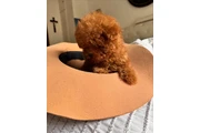 $350 : Cachorros de caniche toy thumbnail