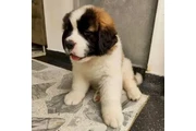 Blue male rottweiler puppies en Chicago