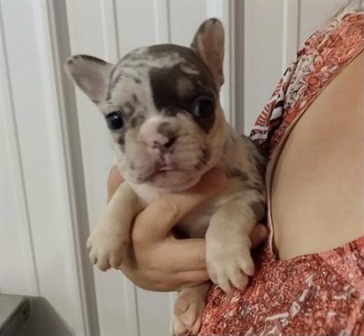 $350 : French bulldog puppy for sale image 1